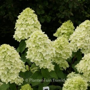 Hydrangea paniculata 'Bokraflame' (MAGICAL CANDLE)