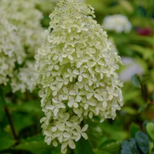 Hydrangea paniculata 'Bokralims' (MAGICAL LIME SPARKLE)