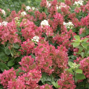 Hydrangea paniculata 'Bokraplume' (MAGICAL FIRE)