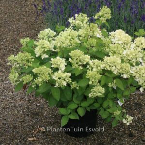 Hydrangea paniculata 'Bombshell'