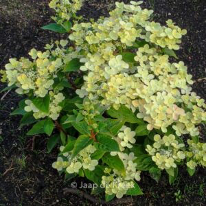 Hydrangea paniculata 'Breg14' (SWITCH OPHELIA / POLESTAR)