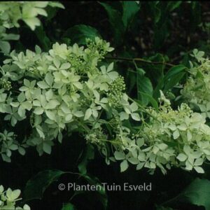 Hydrangea paniculata 'Bridal Veil'