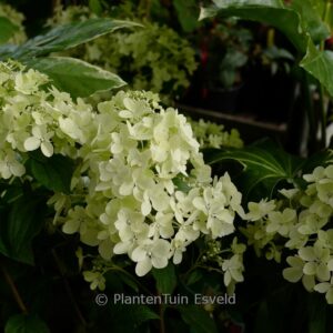 Hydrangea paniculata 'Coustar02' (PETITE STAR)