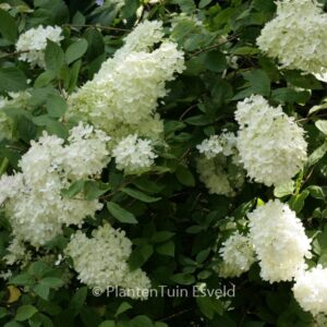 Hydrangea paniculata 'Darlido' (DART'S LITTLE DOT)