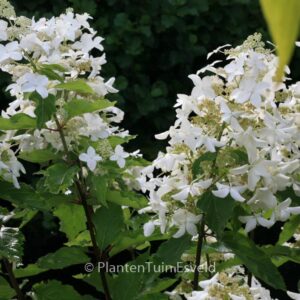Hydrangea paniculata 'Degudo'