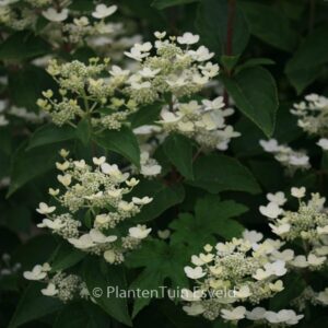 Hydrangea paniculata 'Dharuma'
