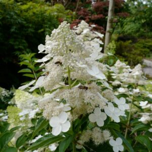 Hydrangea paniculata 'Dolprim' (PRIM WHITE)