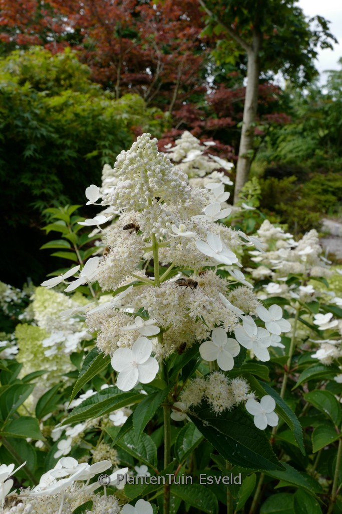 Hydrangea paniculata 'Dolprim' (PRIM WHITE)