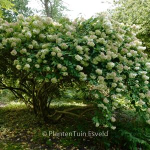 Hydrangea paniculata 'Grandiflora'