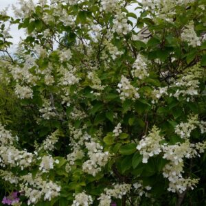 Hydrangea paniculata 'Great Escape'