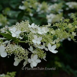 Hydrangea paniculata 'Greenspire'