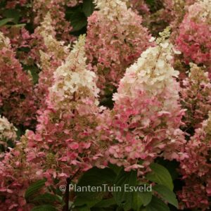 Hydrangea paniculata 'Haopr013' (CANDLELIGHT)