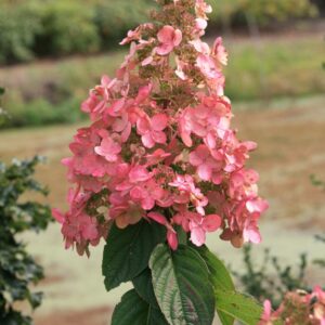 Hydrangea paniculata 'Interhydia' (PINK DIAMOND)