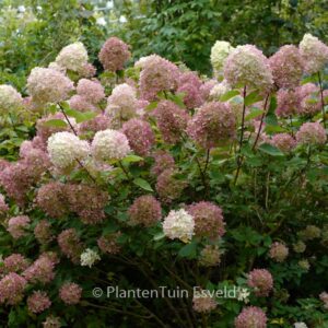 Hydrangea paniculata 'Jane' (LITTLE LIME)