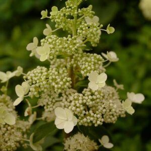 Hydrangea paniculata 'Kolmahima' (MAGICAL HIMALAYA)