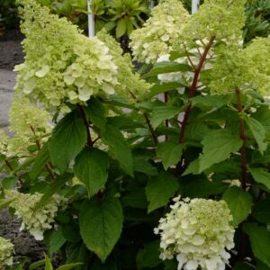 Hydrangea paniculata 'Kolmamon' (MAGICAL MONT BLANC)