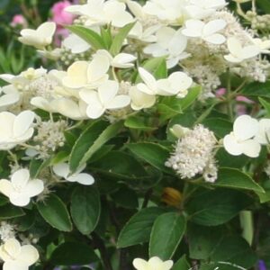 Hydrangea paniculata (LIVING CREATIONS) 'Prime White'