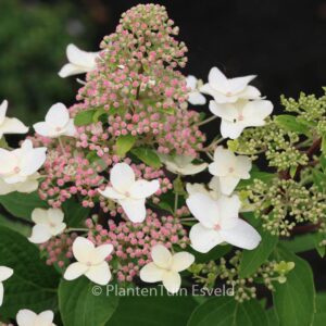 Hydrangea paniculata 'Last Post'