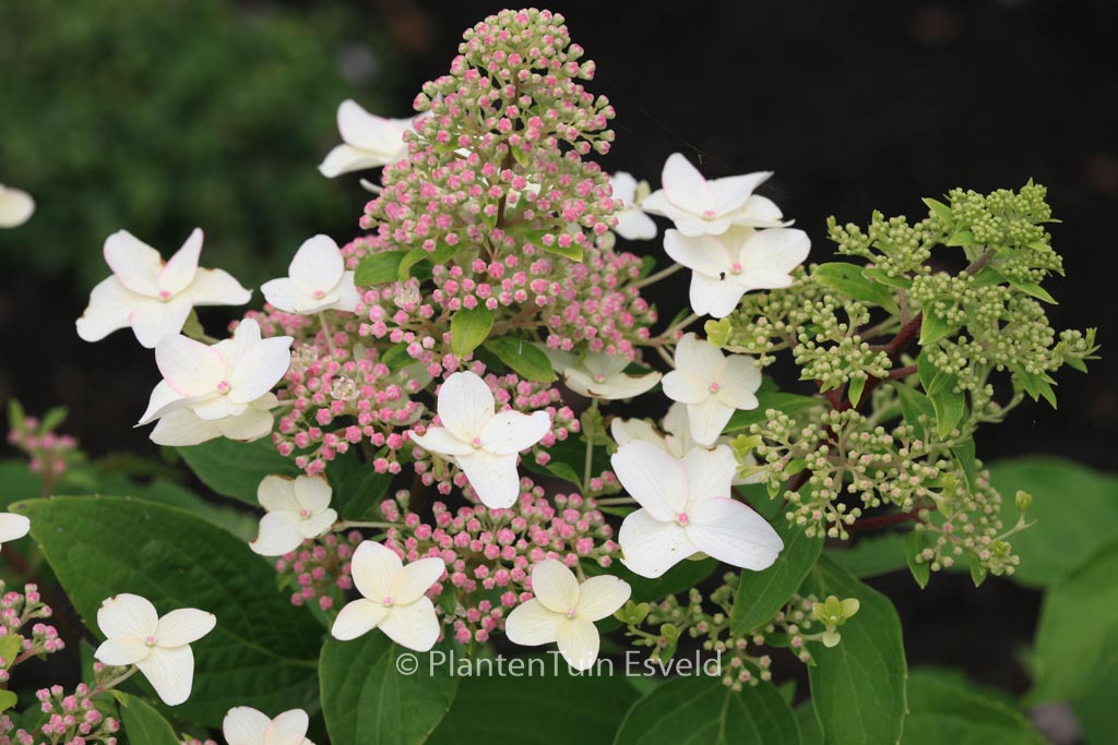 Hydrangea paniculata 'Last Post'