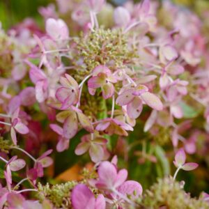 Hydrangea paniculata 'Lena'