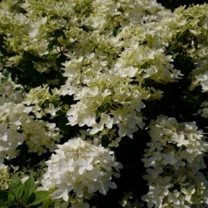 Hydrangea paniculata 'Living Touch of Pink'