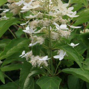 Hydrangea paniculata 'Marie Louise'