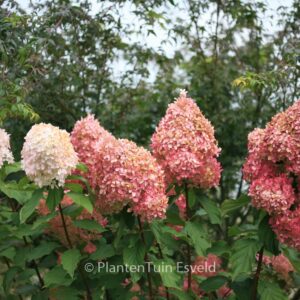 Hydrangea paniculata 'Megapearl'