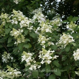 Hydrangea paniculata 'Mid Late Summer'