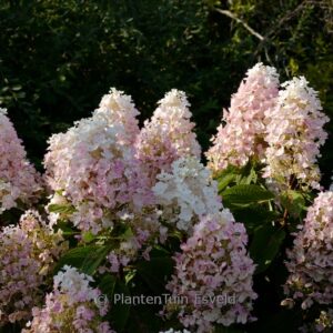 Hydrangea paniculata 'PIIHPI' (BABY LACE)