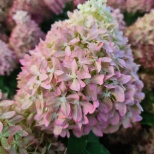Hydrangea paniculata 'Pixio'
