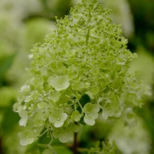 Hydrangea paniculata 'Polar Bear'