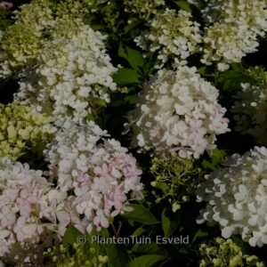 Hydrangea paniculata 'Quick Fire Fab'
