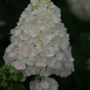 Hydrangea paniculata 'Rensun' (SUNDAE FRAISE)