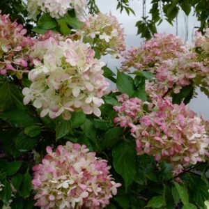 Hydrangea paniculata 'Rou201406' (GRAFFITI)