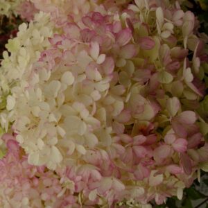 Hydrangea paniculata 'SMNHPR' (Fire Light Tiny Bit)