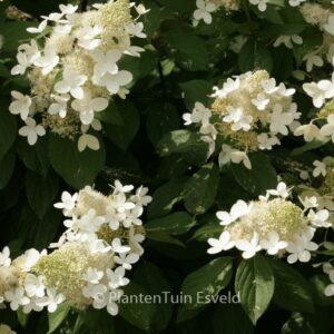 Hydrangea paniculata 'White Goliath'