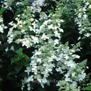 Hydrangea paniculata 'White Lady'