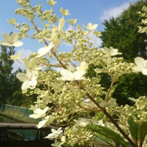 Hydrangea paniculata 'Yuan-yang'