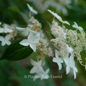 Hydrangea paniculata velutina