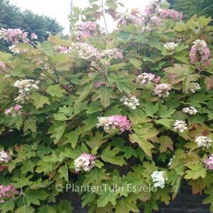 Hydrangea quercifolia