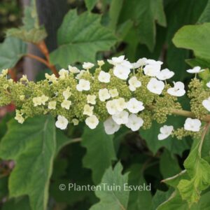 Hydrangea quercifolia 'Alice'