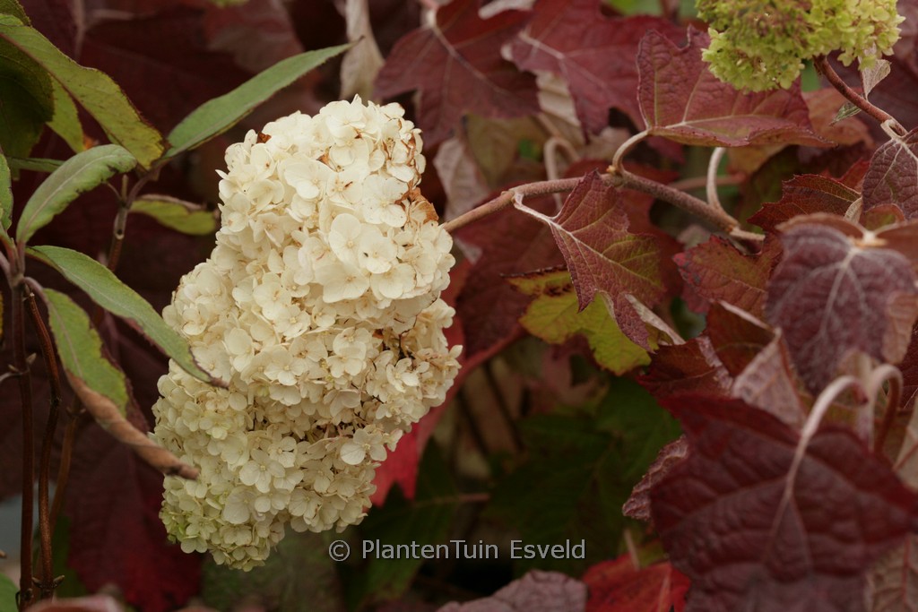 Hydrangea quercifolia 'Black Porch'
