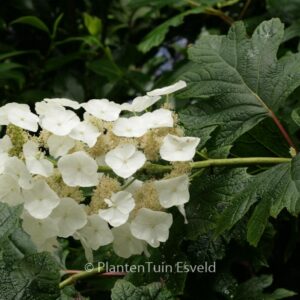 Hydrangea quercifolia 'Flemigea' (SNOWQUEEN)