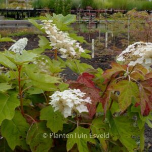 Hydrangea quercifolia 'John Wayne'