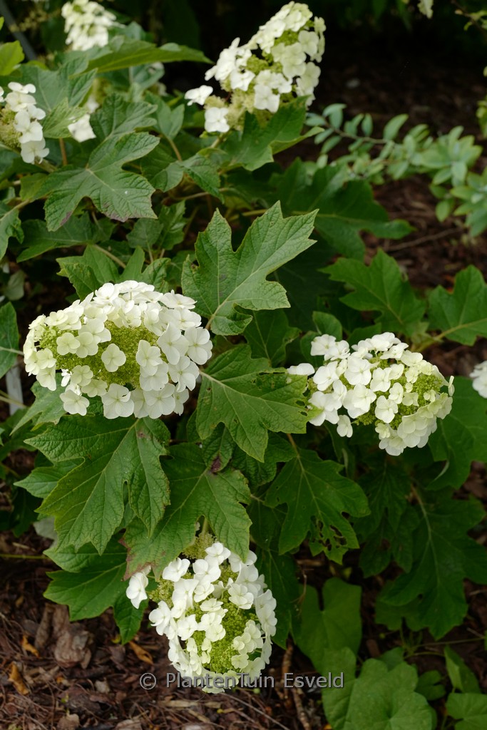 Hydrangea quercifolia 'Munchkin'