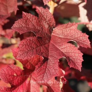 Hydrangea quercifolia 'Ruby Slippers'