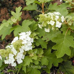 Hydrangea quercifolia 'Sike's Dwarf'