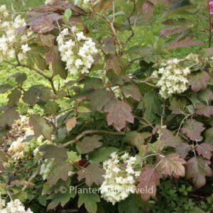 Hydrangea quercifolia 'Snow Giant'
