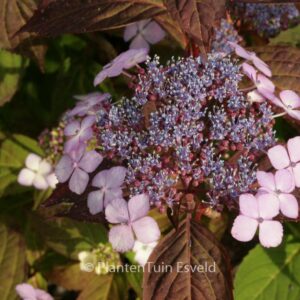 Hydrangea serrata 'Aka tsanayama'