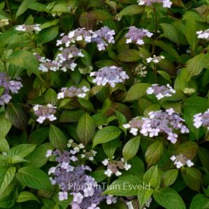 Hydrangea serrata 'Akabe-yama'